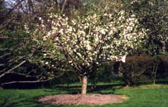 Lobus Queen in bloom