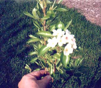 Pear blossoms