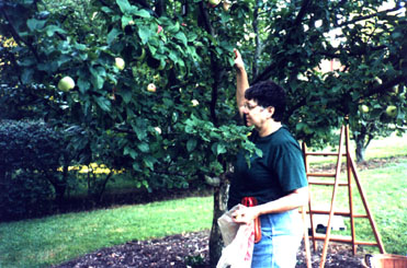 Lift and pick apples