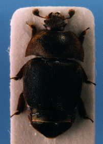 Hive Beetle on stick