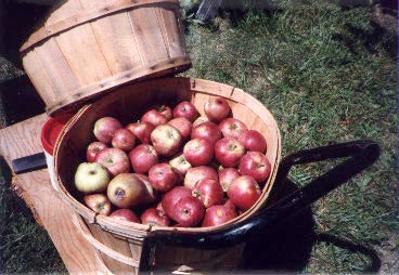 apples in baskets